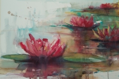 Seerosen_Blumen1